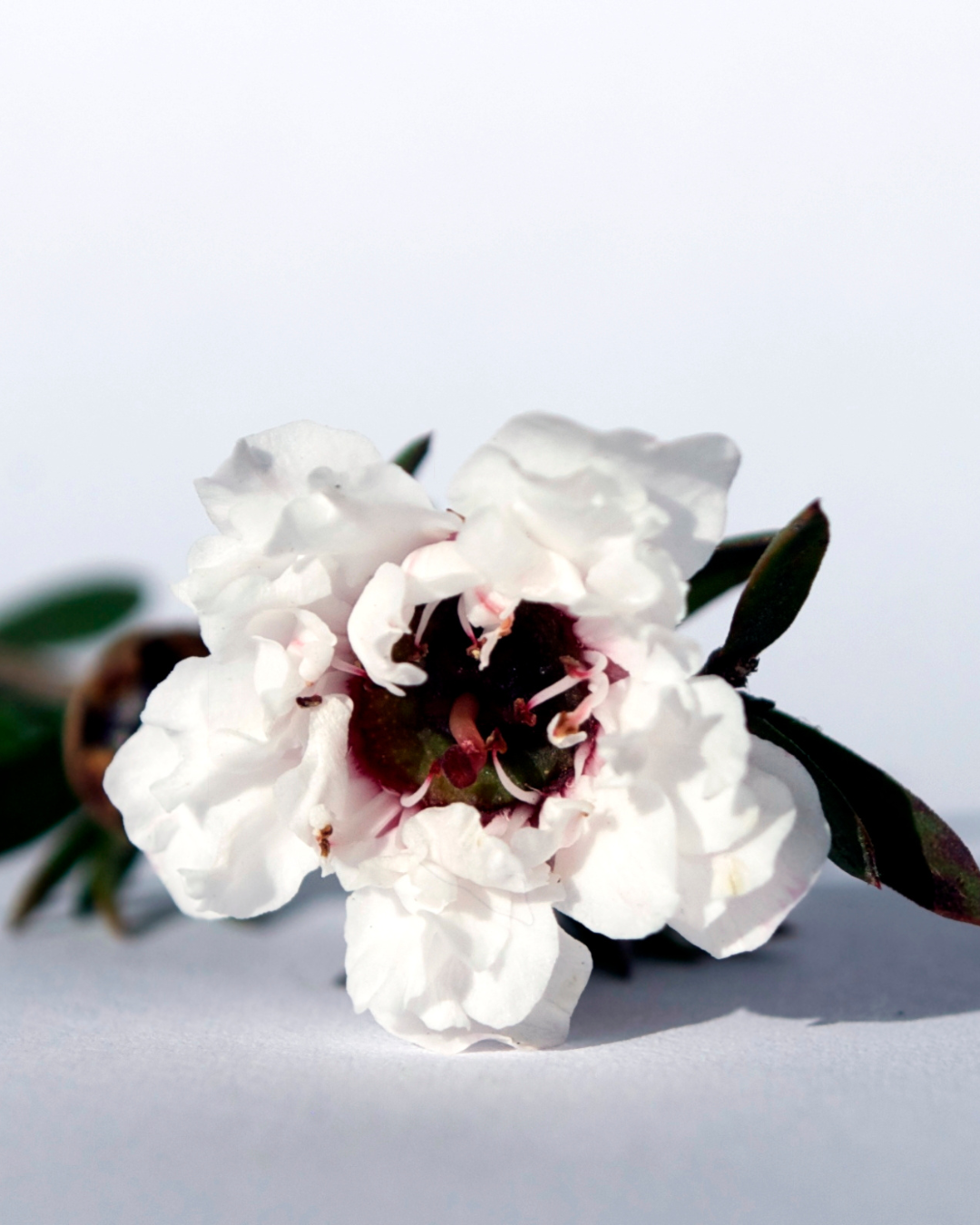 Weiße Blume mit dunkler Mitte; Symbol einer gestörten Vaginalflora