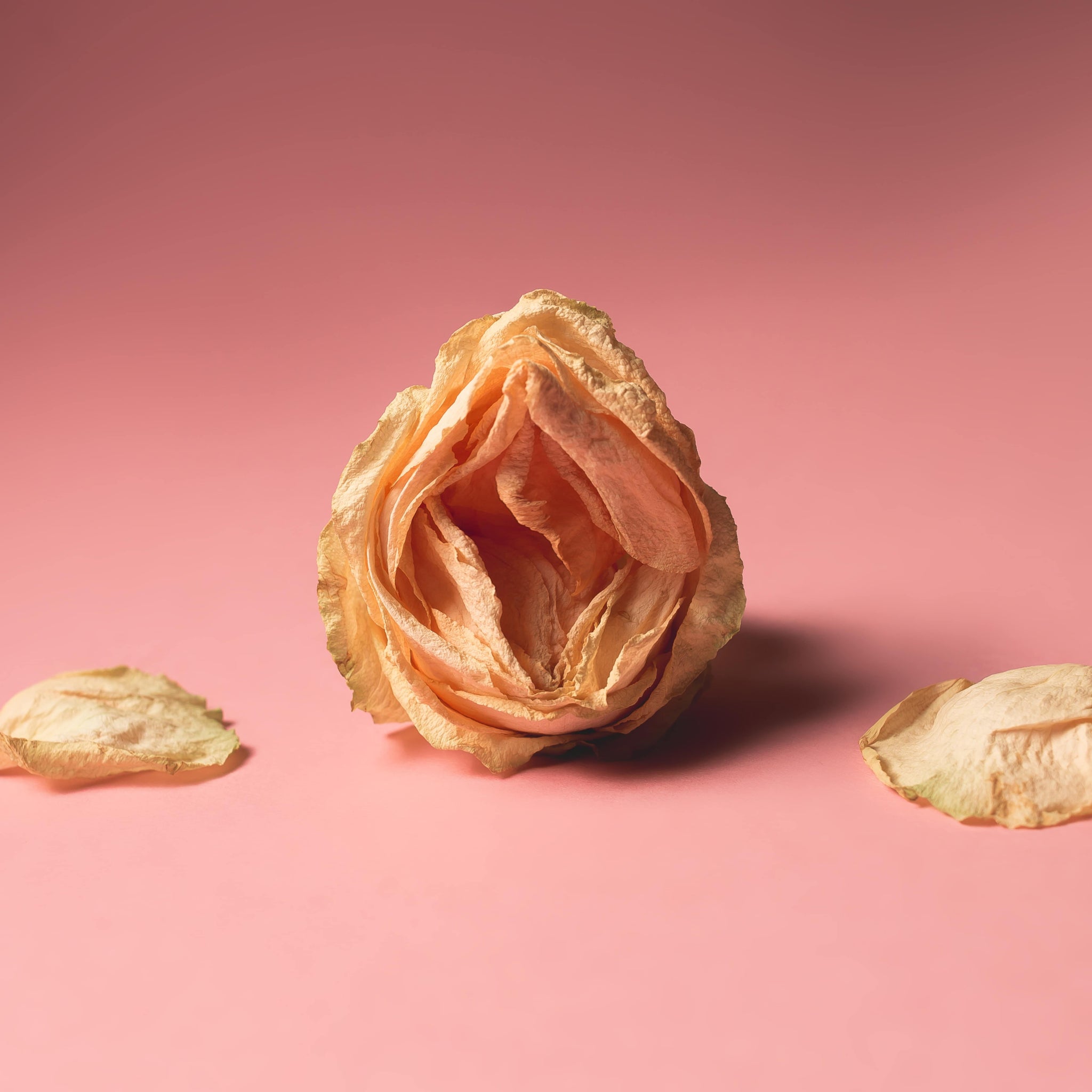 Verwelkte Rosenblüte vor pinkem Hintergrund, die Scheidentrockenheit symbolisiert