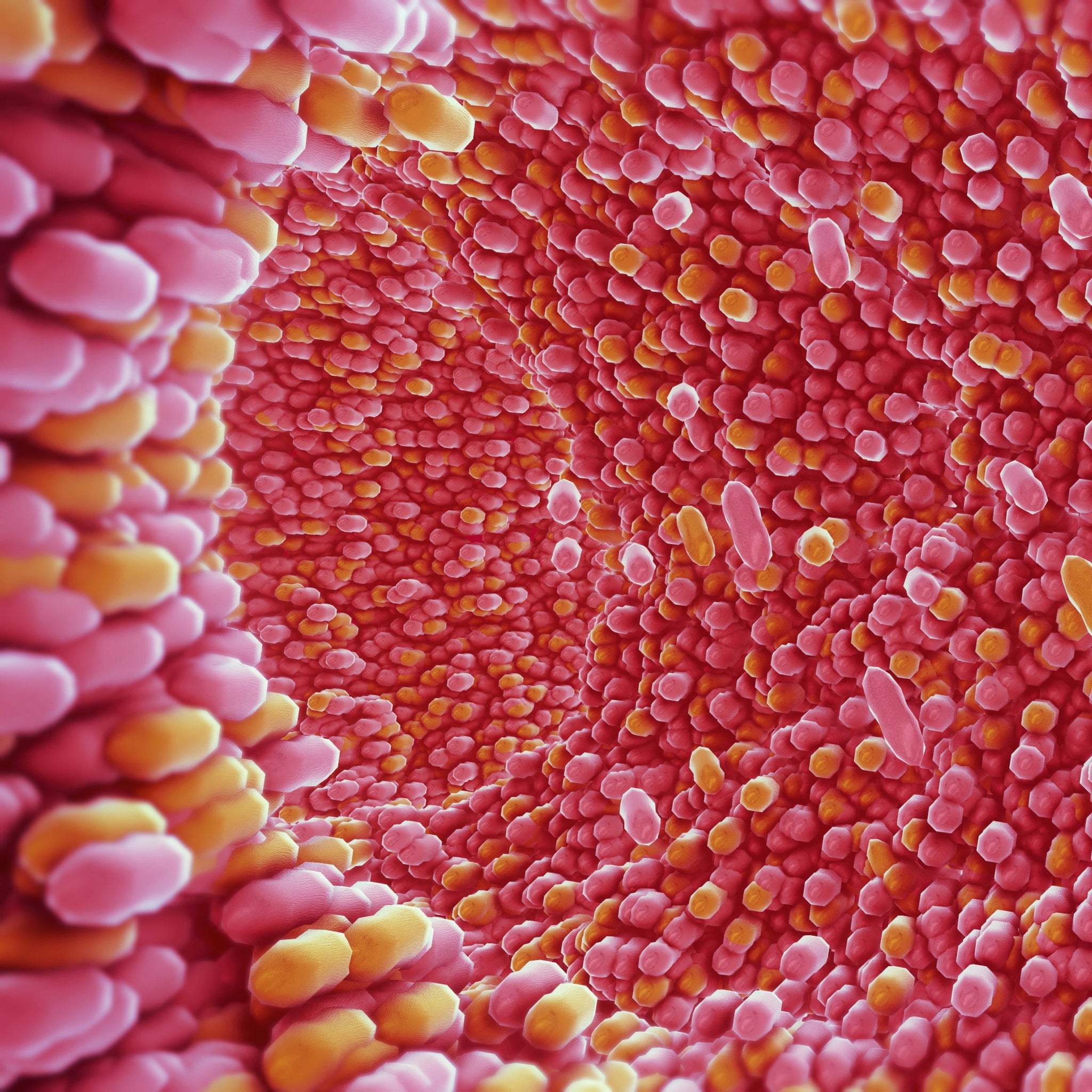 Darstellung des Vaginalmikrobioms